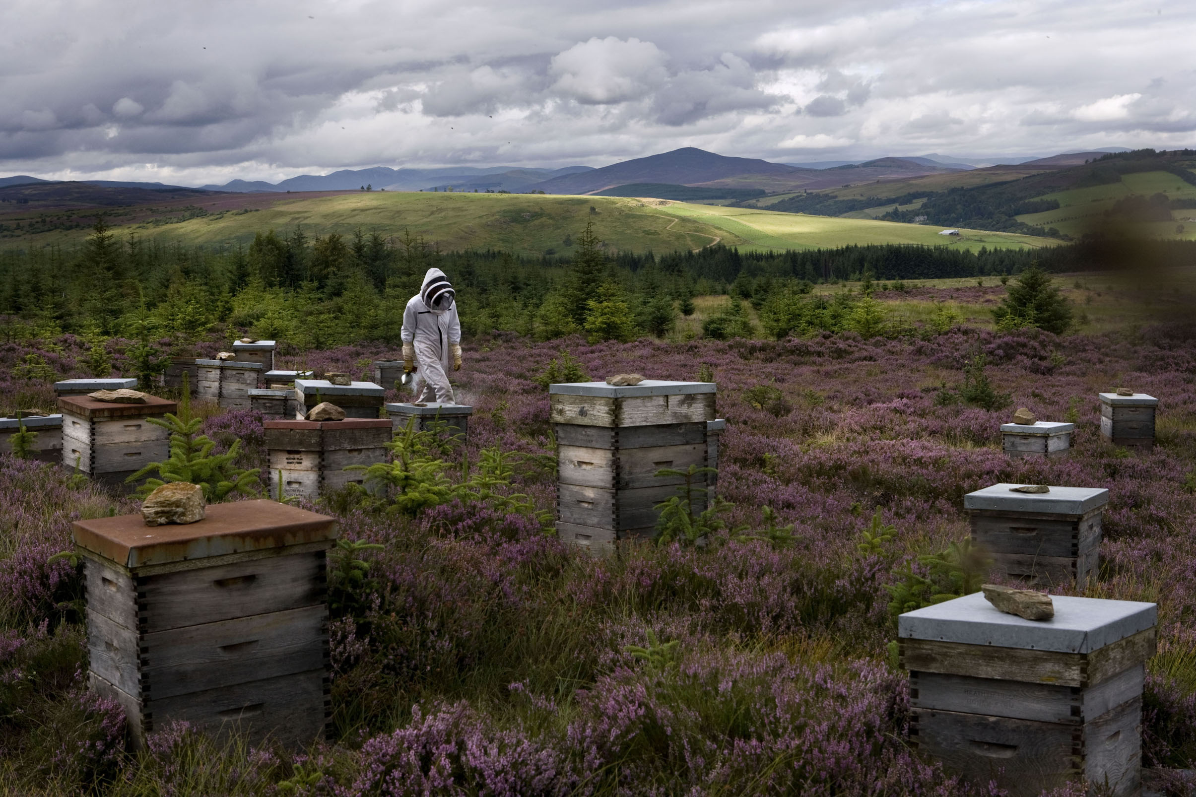 heather hills beekeeping